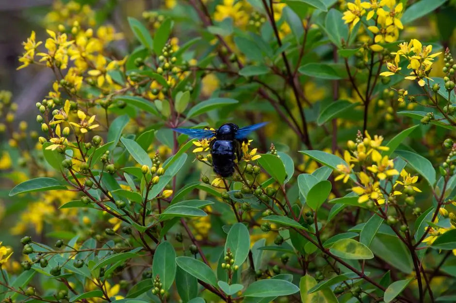7 Simple Steps for How to Clean Your Carpenter Bee Trap Effectively