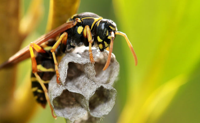Differences Between Wasp & Hornets