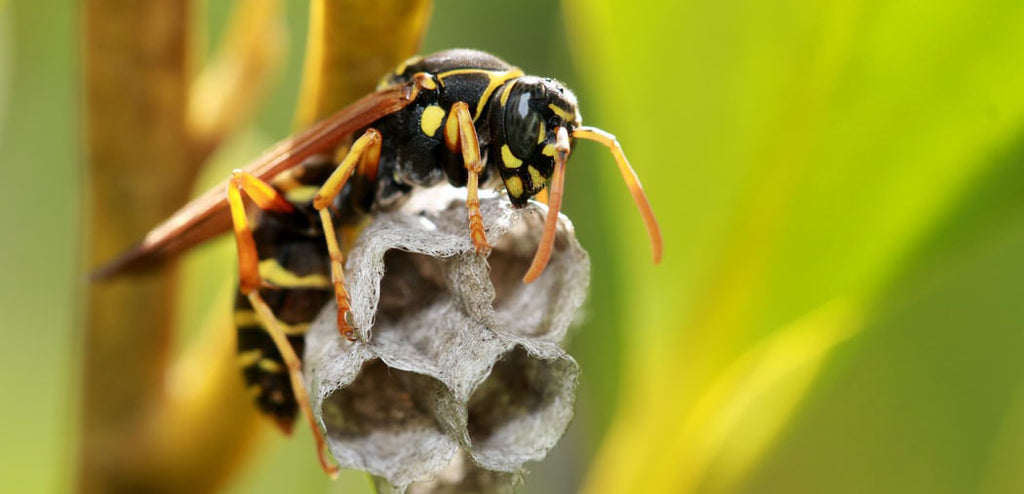 Differences Between Wasp & Hornets
