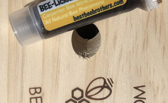 Carpenter Bee Trap Bait: Do You Need It?