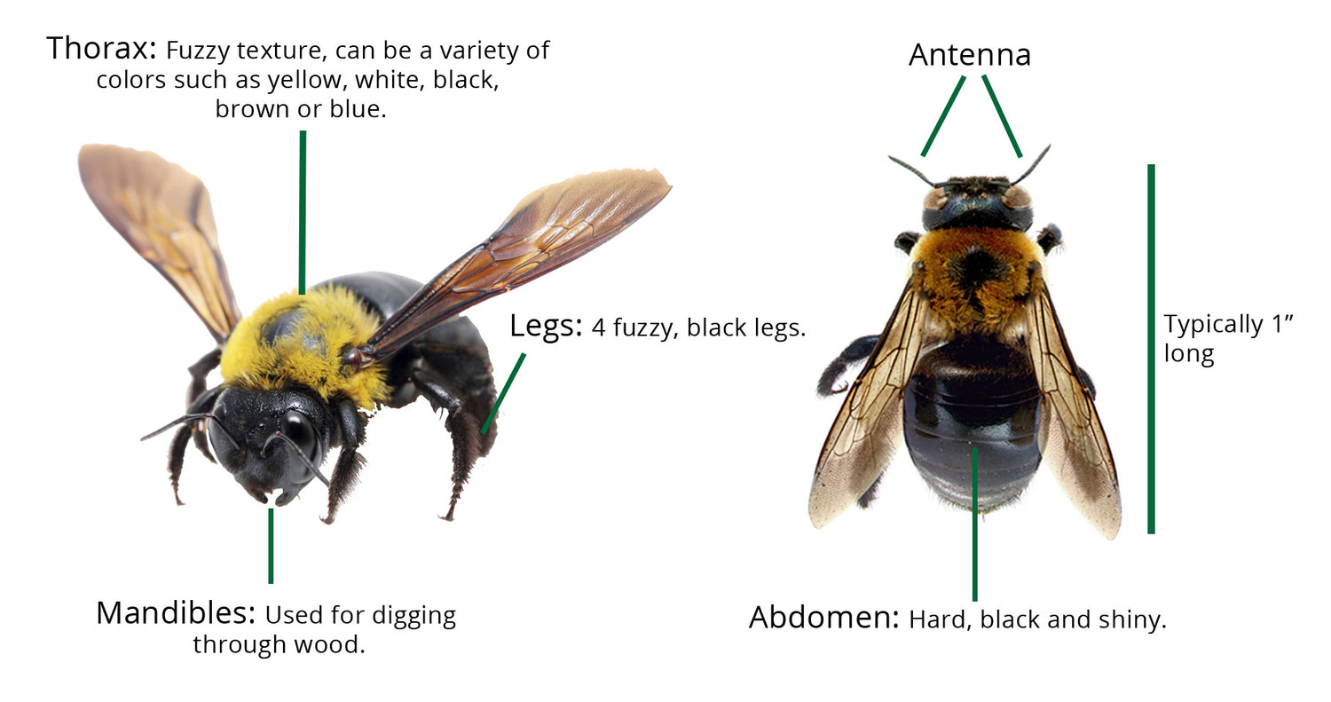 Show Me a Carpenter Bee