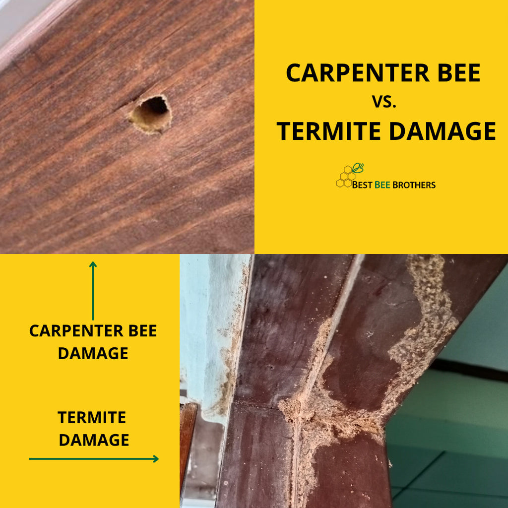 Carpenter Bee Damage Vs. Termite Damage