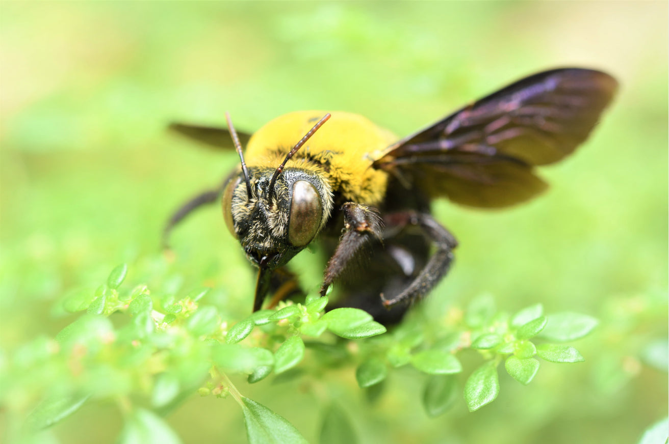 Wood-Destroying Insects