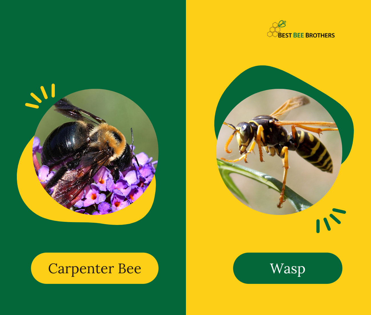 Carpenter Bee and Wasp Traps