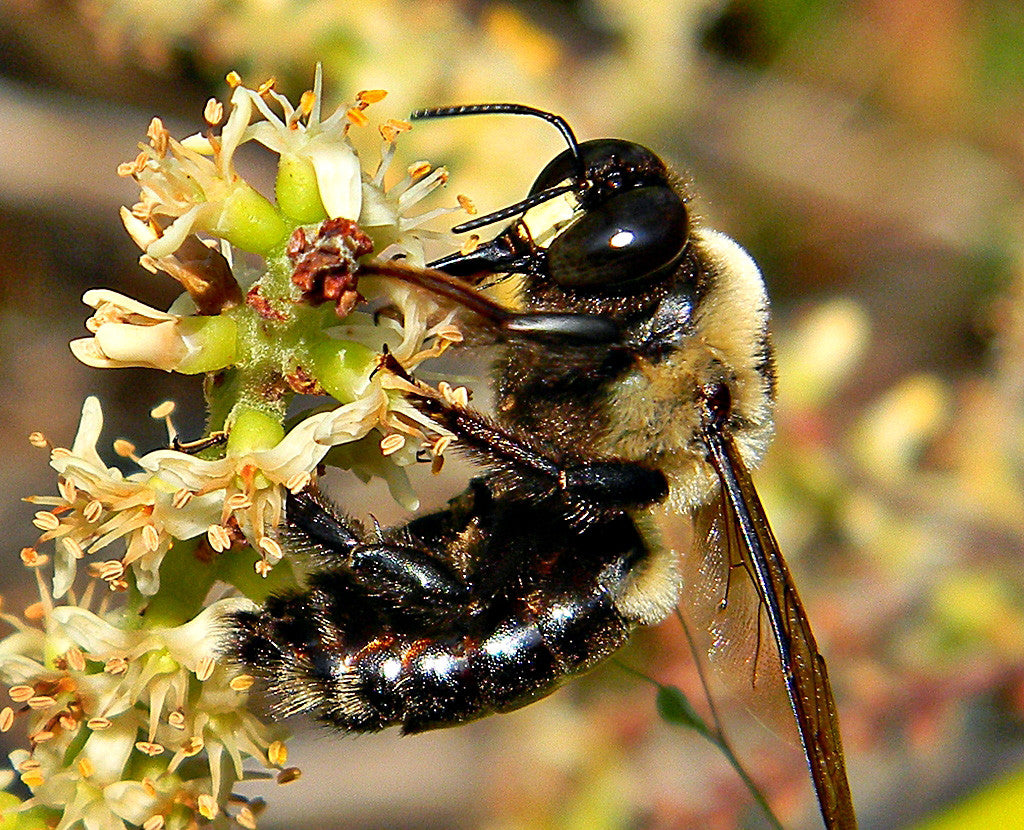 Solitary Bees: “Busy As Can Bee” Pollinators?