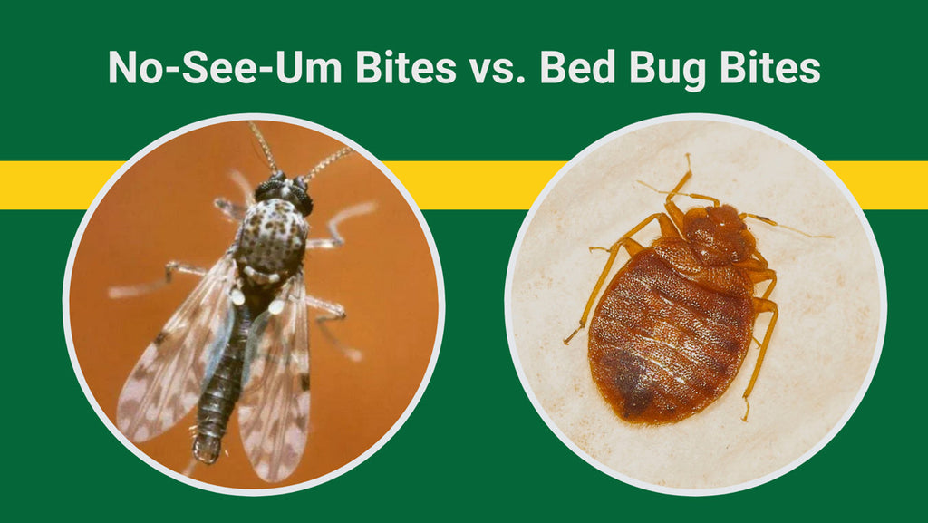No-See-Um Bites vs. Bed Bug Bites