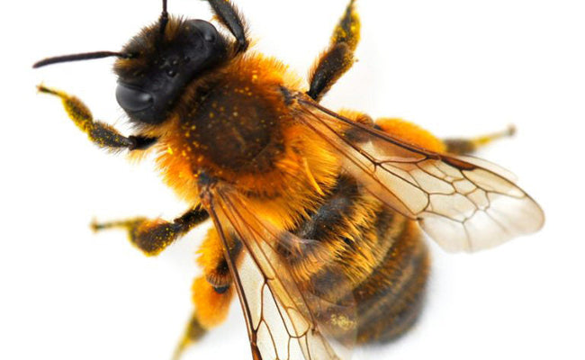 Mason Bees: Nesting, Pollinating, and More