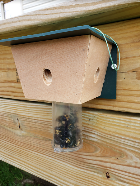 wood borer bee trap plans