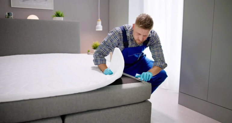 How to Cure Bed Bug Bites: Taking the Itch Out