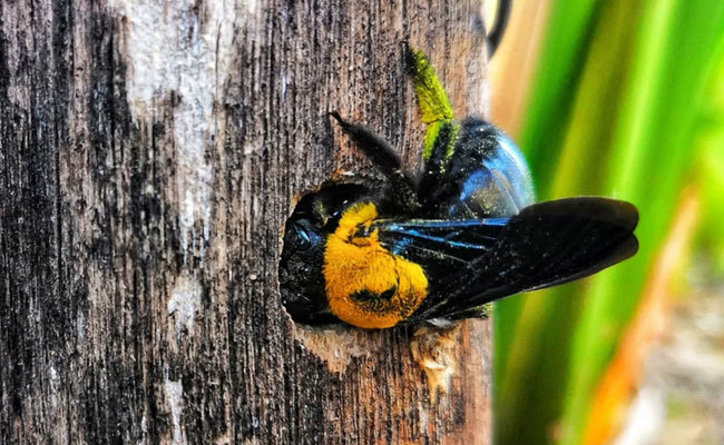 Should I Paint or Stain My Carpenter Bee Trap?