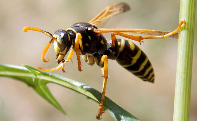 Wasp Prevention