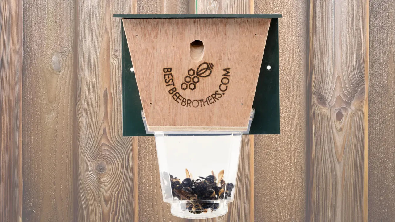 Understanding How Carpenter Bee Traps Work