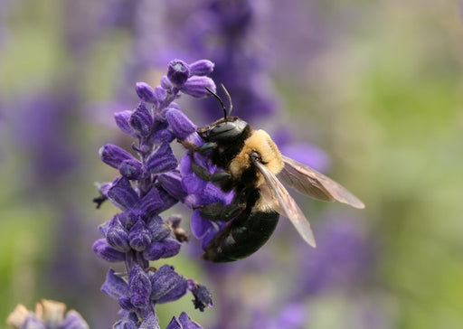Carpenter Bees, why we have a love-hate relationship