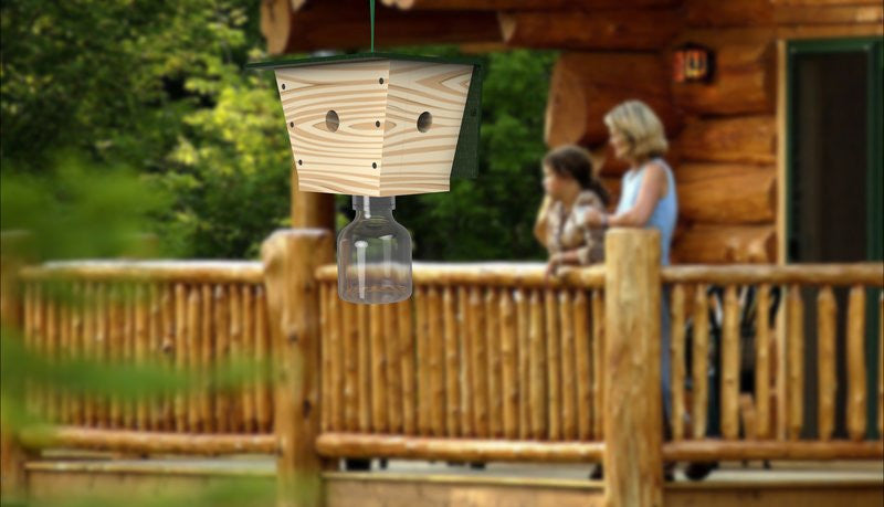 Best Techniques to Eliminate Carpenter Bees