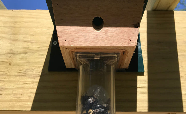 How to Get Rid of Carpenter Bees