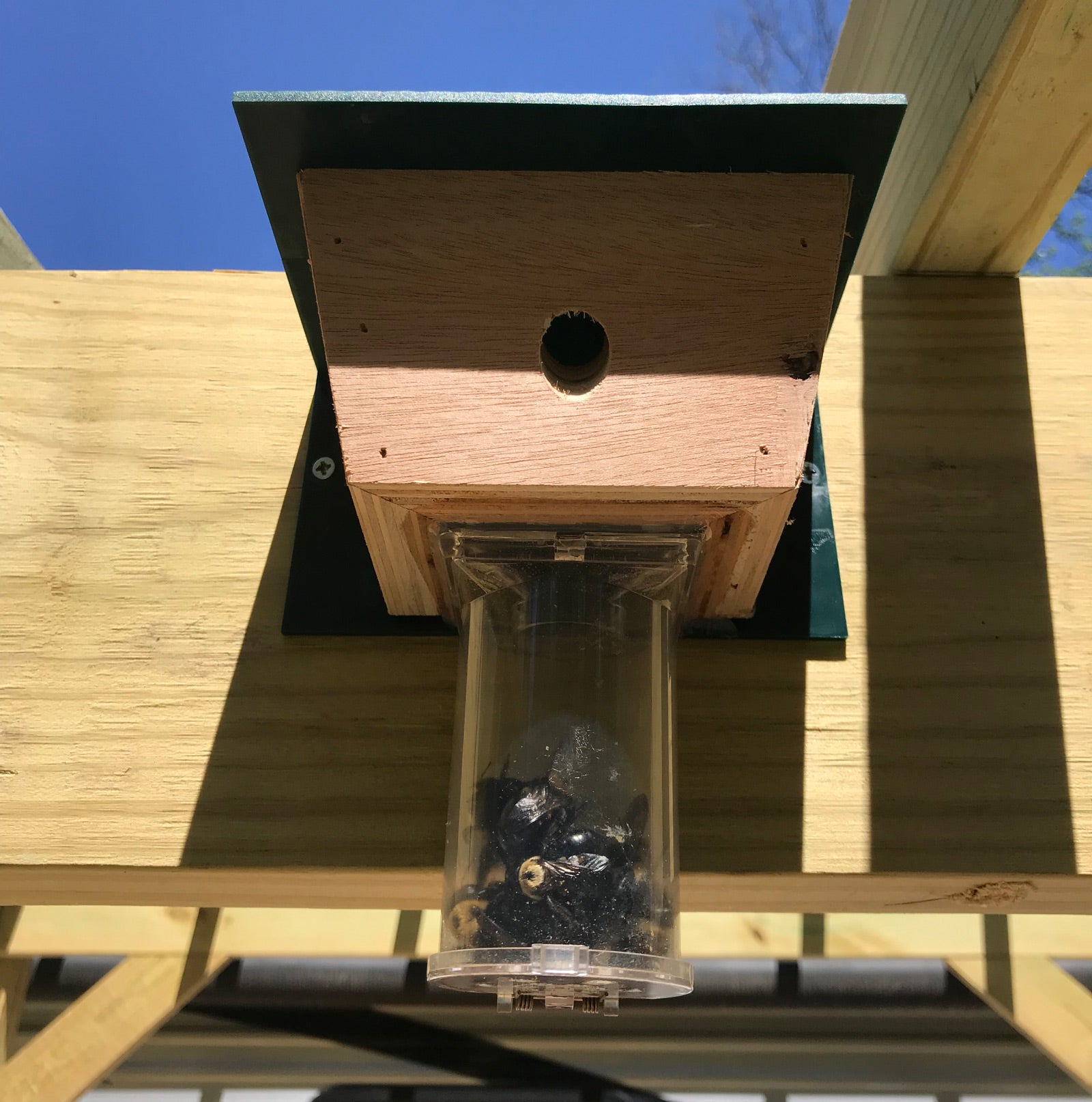 How to Get Rid of Carpenter Bees