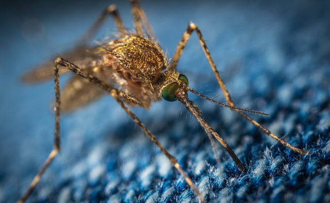 Mosquito Season