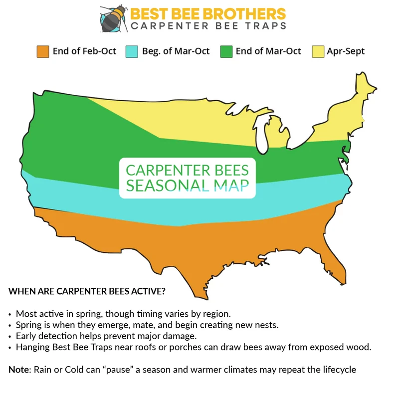 Carpenter Bee Seasonality: Why Are They Still Flying Around but Not Getting Caught?