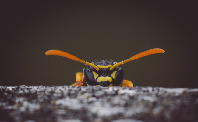 When is Wasp Season?
