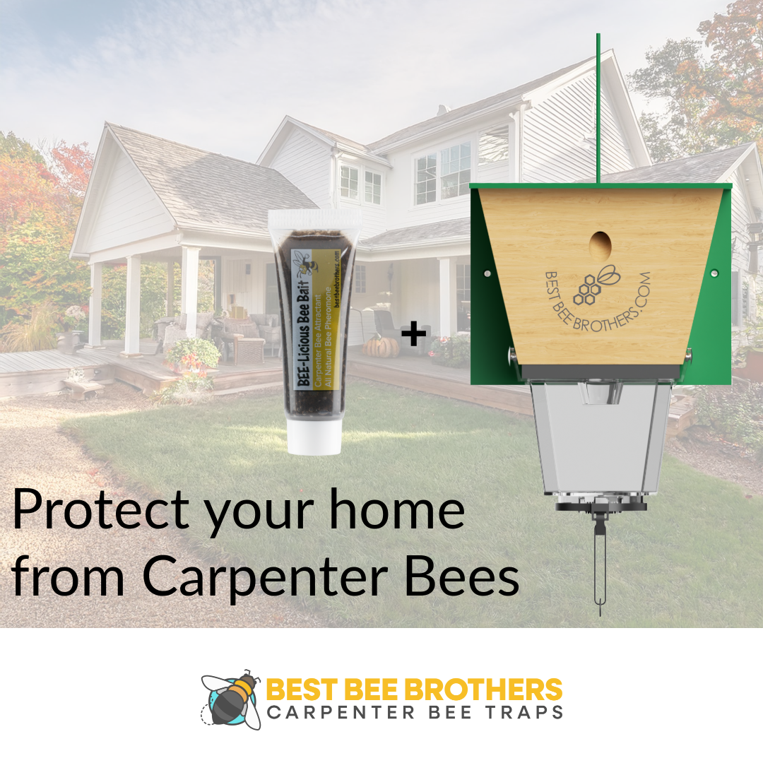 Bee-Licious Bee Bait 2 Pack