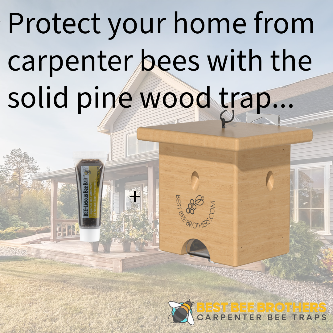 Carpenter Bee Pine Turbo Trap with Bee Vault