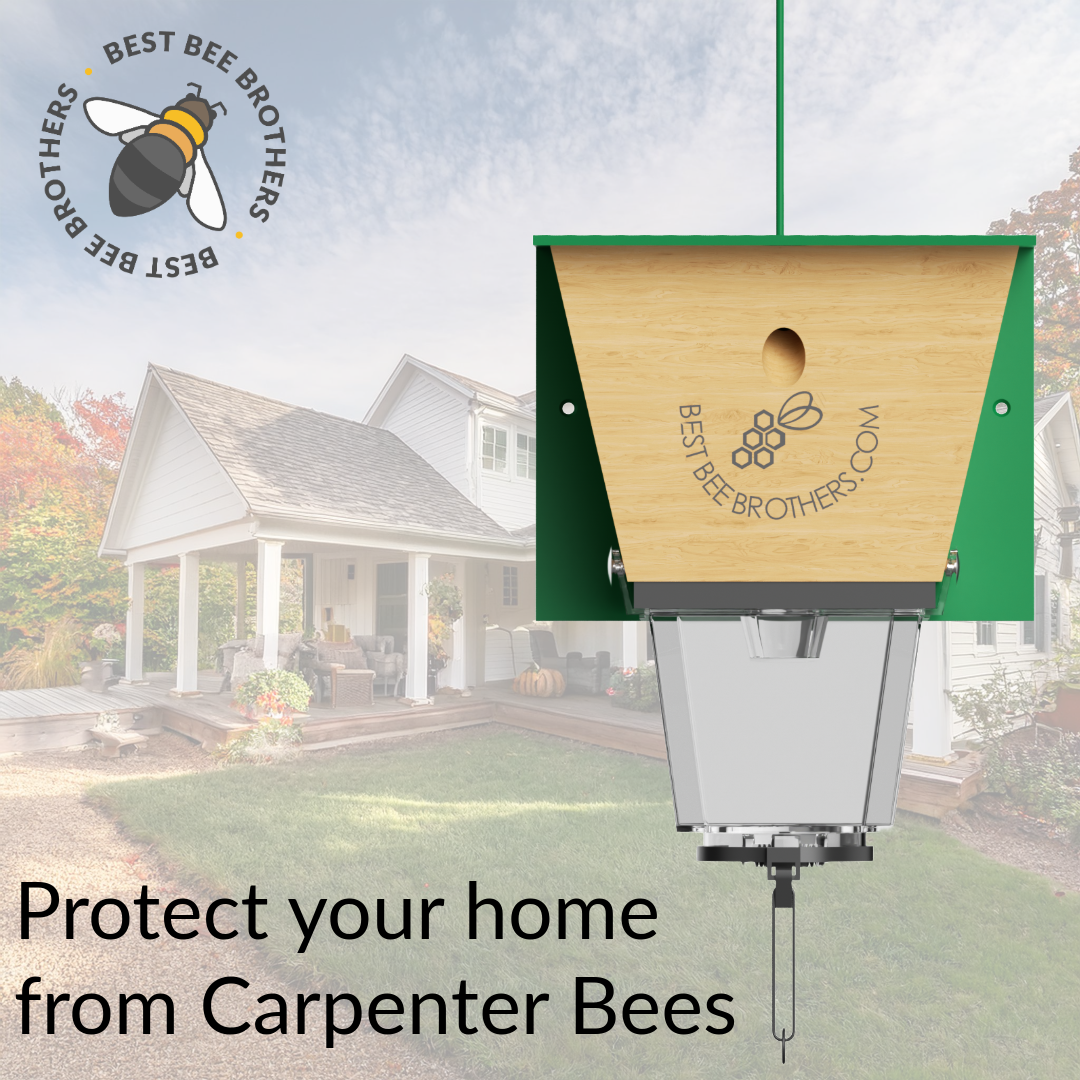 Carpenter Bee Control Kit