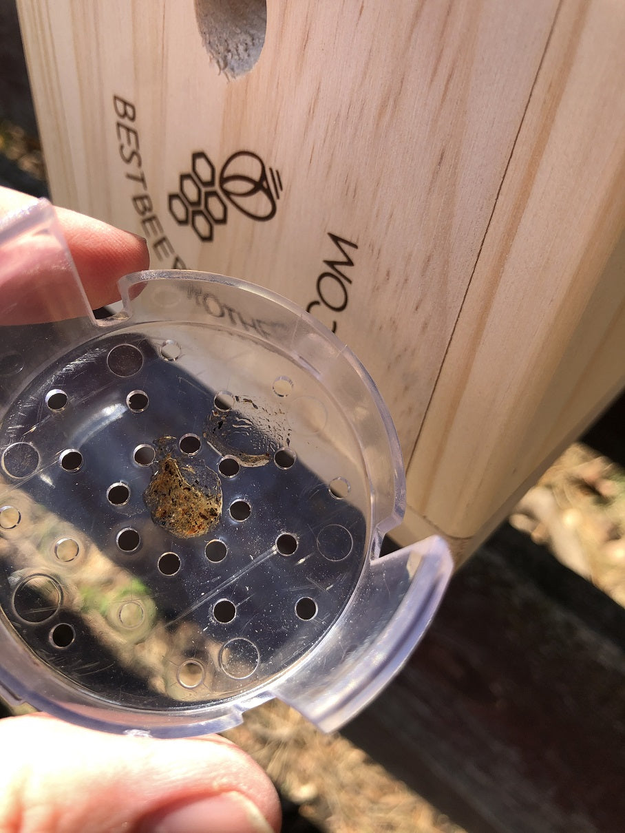 Dime-Size of Bee Bait | Best Bee Brothers