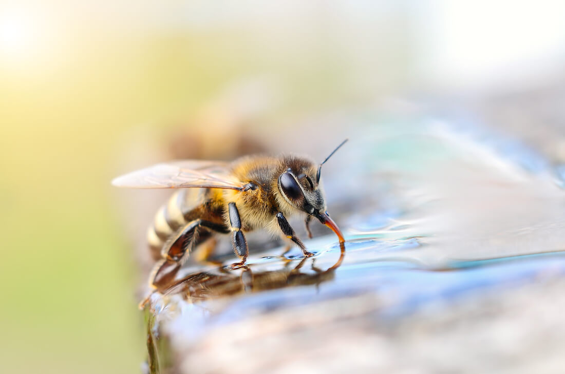 Attract Carpenter Bees to your Trap With Sugar Water