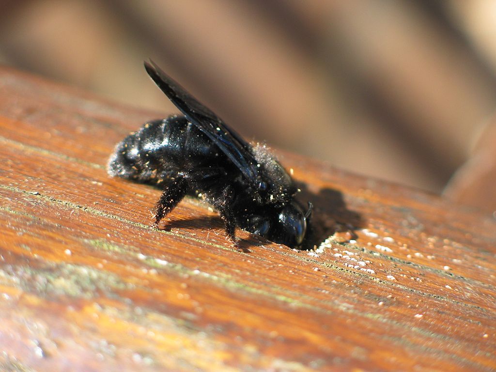 Carpenter Bee Infestation: Droppings, Sawdust & Stains