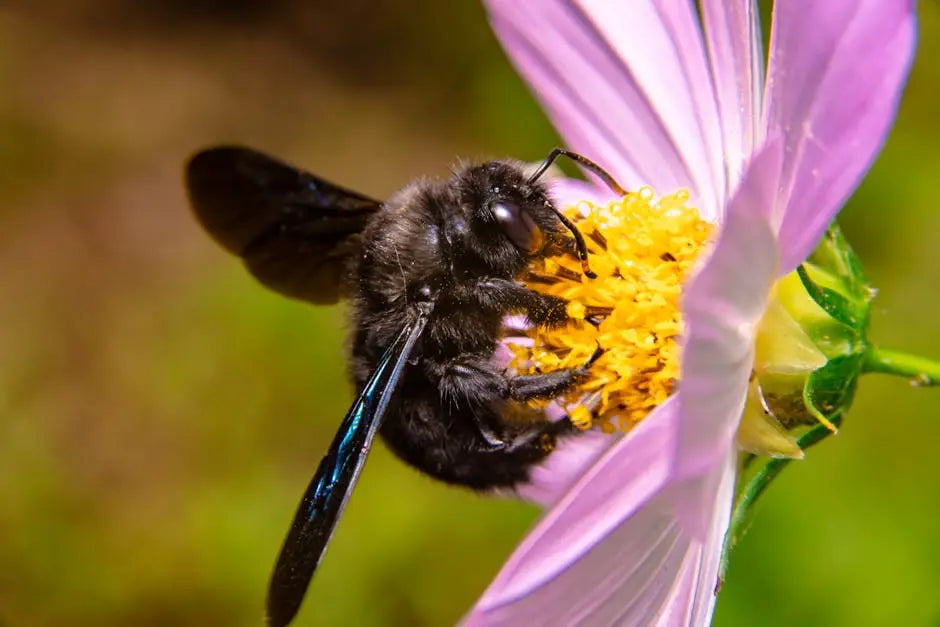 Understanding the Phases of the Carpenter Bee Life Cycle