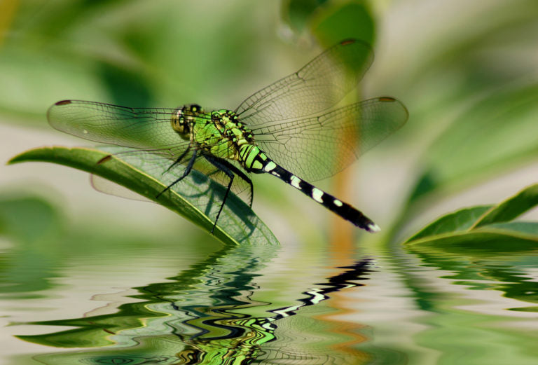 Natural Predators of Mosquitoes