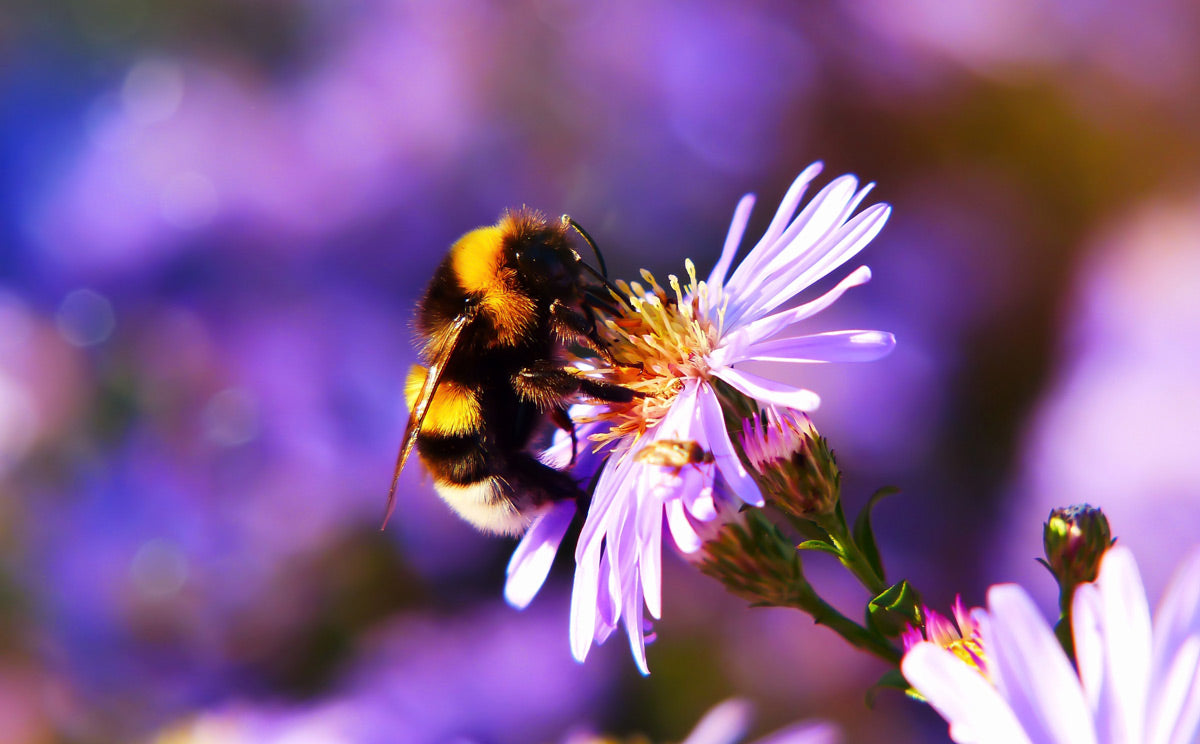 Is it Bad to Kill Carpenter Bees?