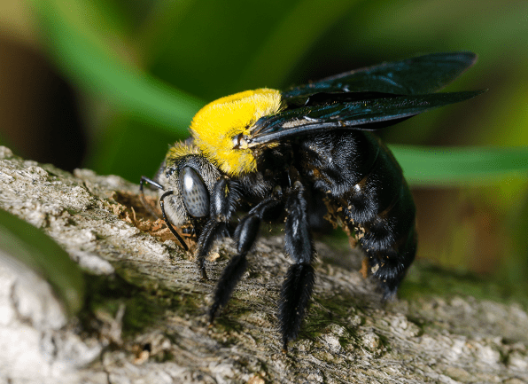Male vs Female Carpenter Bees