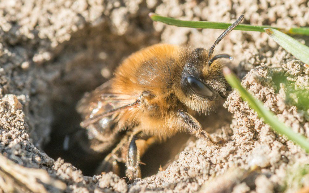 Do Carpenter Bees Burrow or Nest Underground?