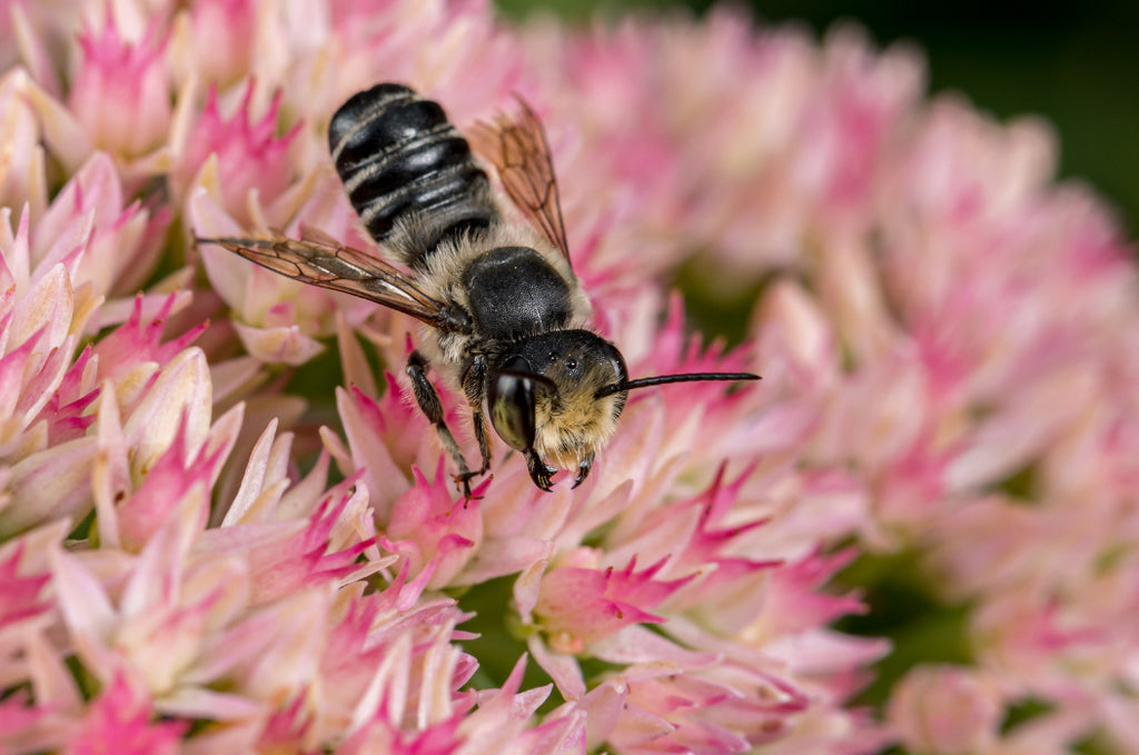 Types of Stinging Bees and Treatment of Bee Stings