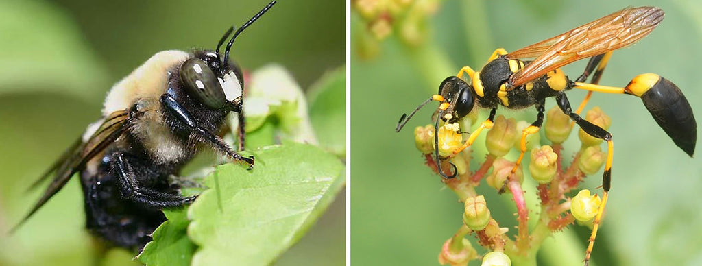 Main Differences Between Mud Dauber Wasps Vs Carpenter Bees
