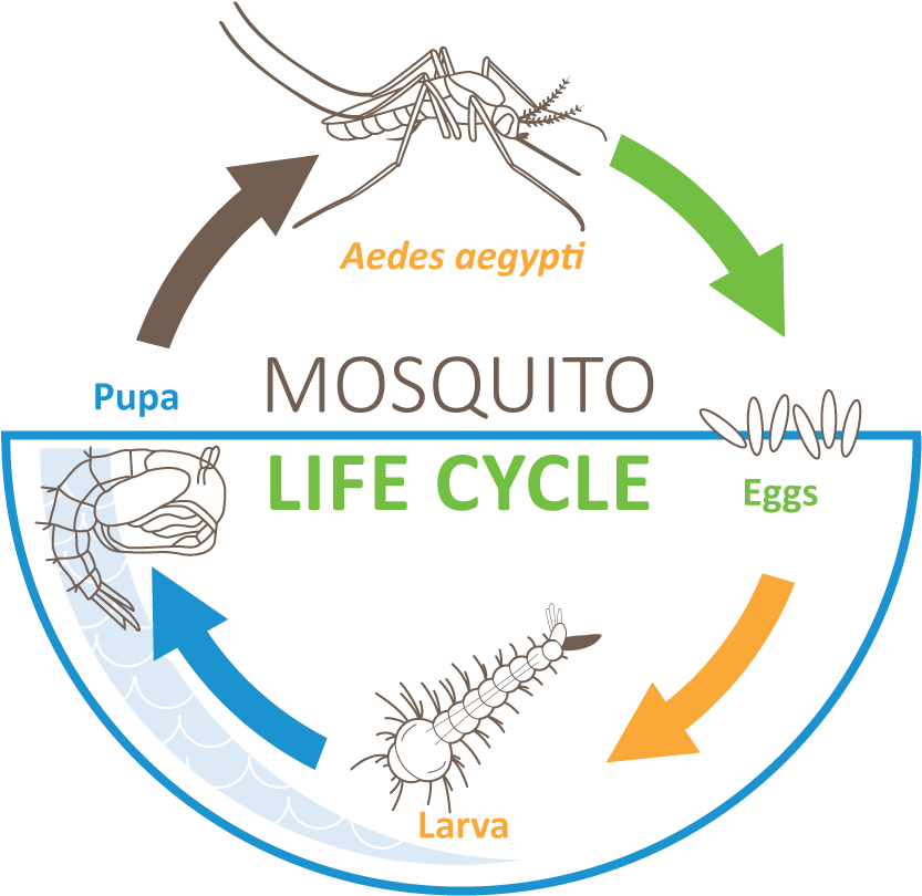 Interesting Mosquito Facts You May Not Know