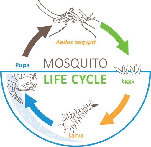 Interesting Mosquito Facts You May Not Know