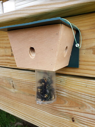 Best Spring Prep to Avoid Carpenter Bees