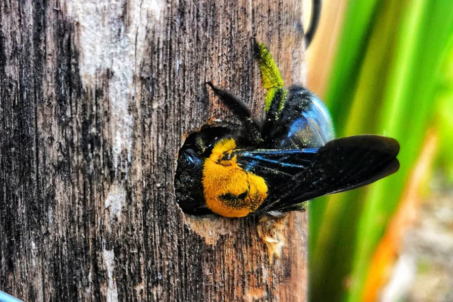 Should I Paint or Stain My Carpenter Bee Trap?