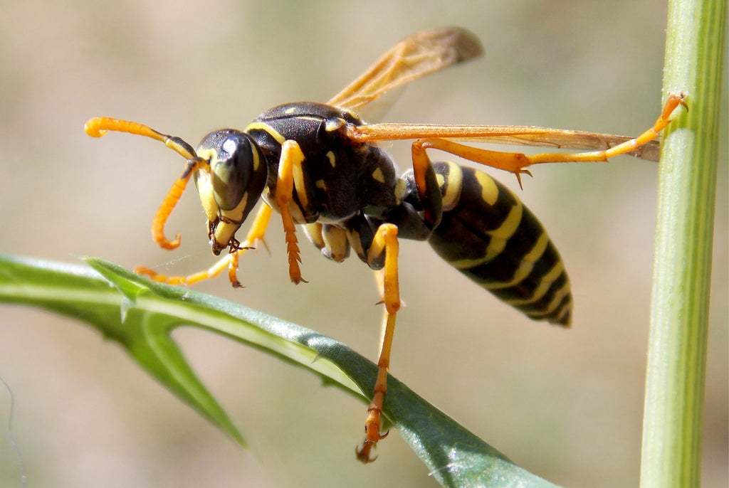 Wasp Prevention