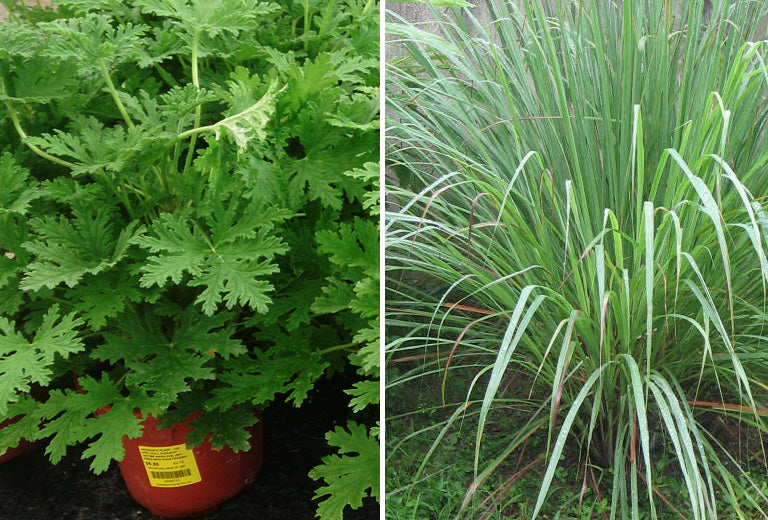 Lemongrass vs Citronella: What Repels Mosquitoes the Best?