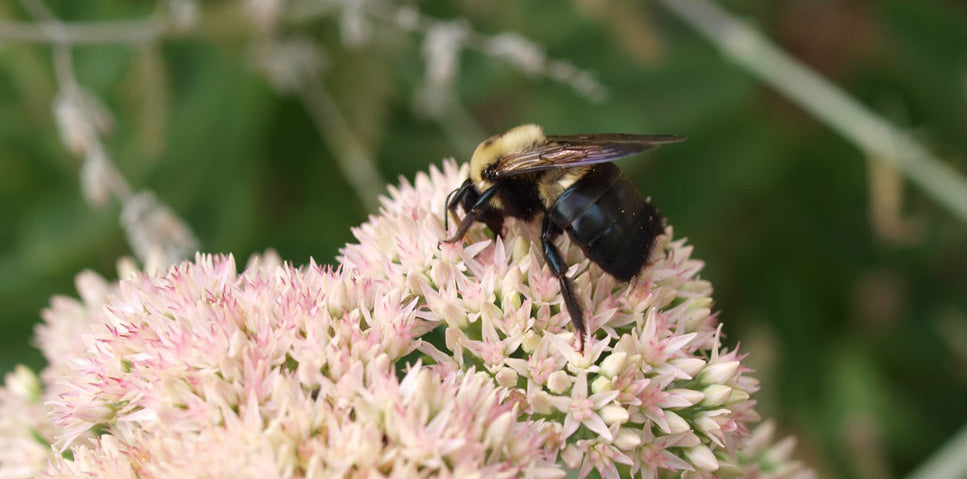 Do Carpenter Bees Molt?