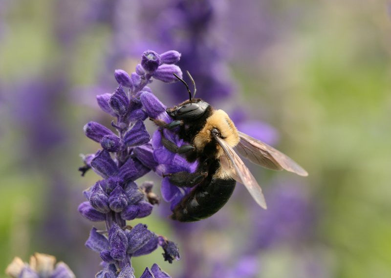 Carpenter Bees, why we have a love-hate relationship