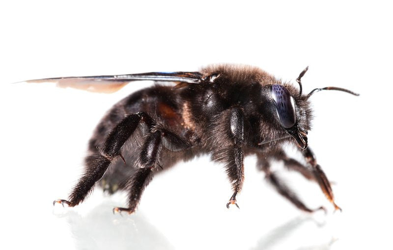 Big Black Bees? How to Differentiate a Bumble Bee vs Carpenter Bee
