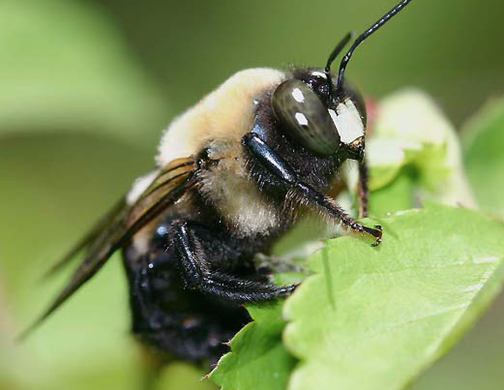 Do Carpenter Bees Sting / Are They Aggressive?