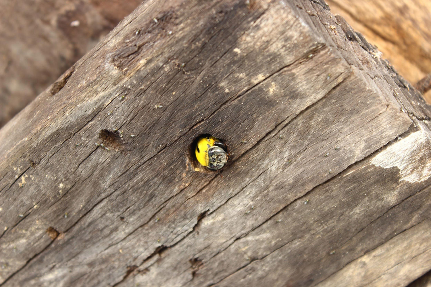 Where Do Carpenter Bees Go in the Winter?