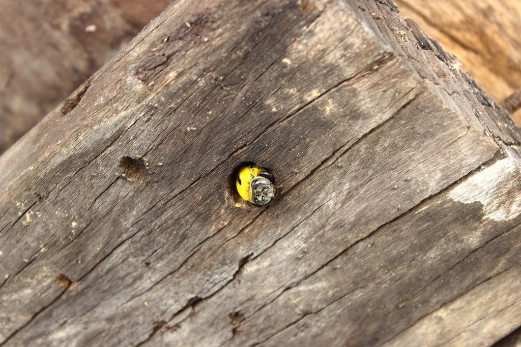 carpenter bee nest removal