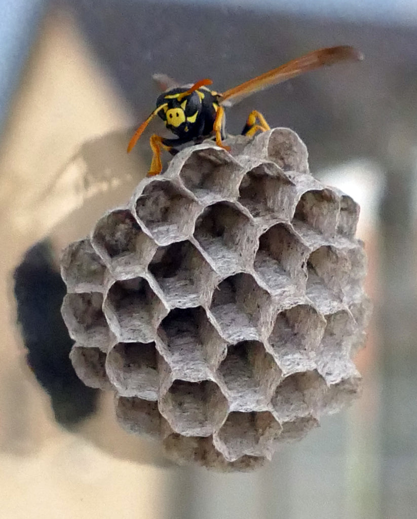 Carpenter Bees and Wasps