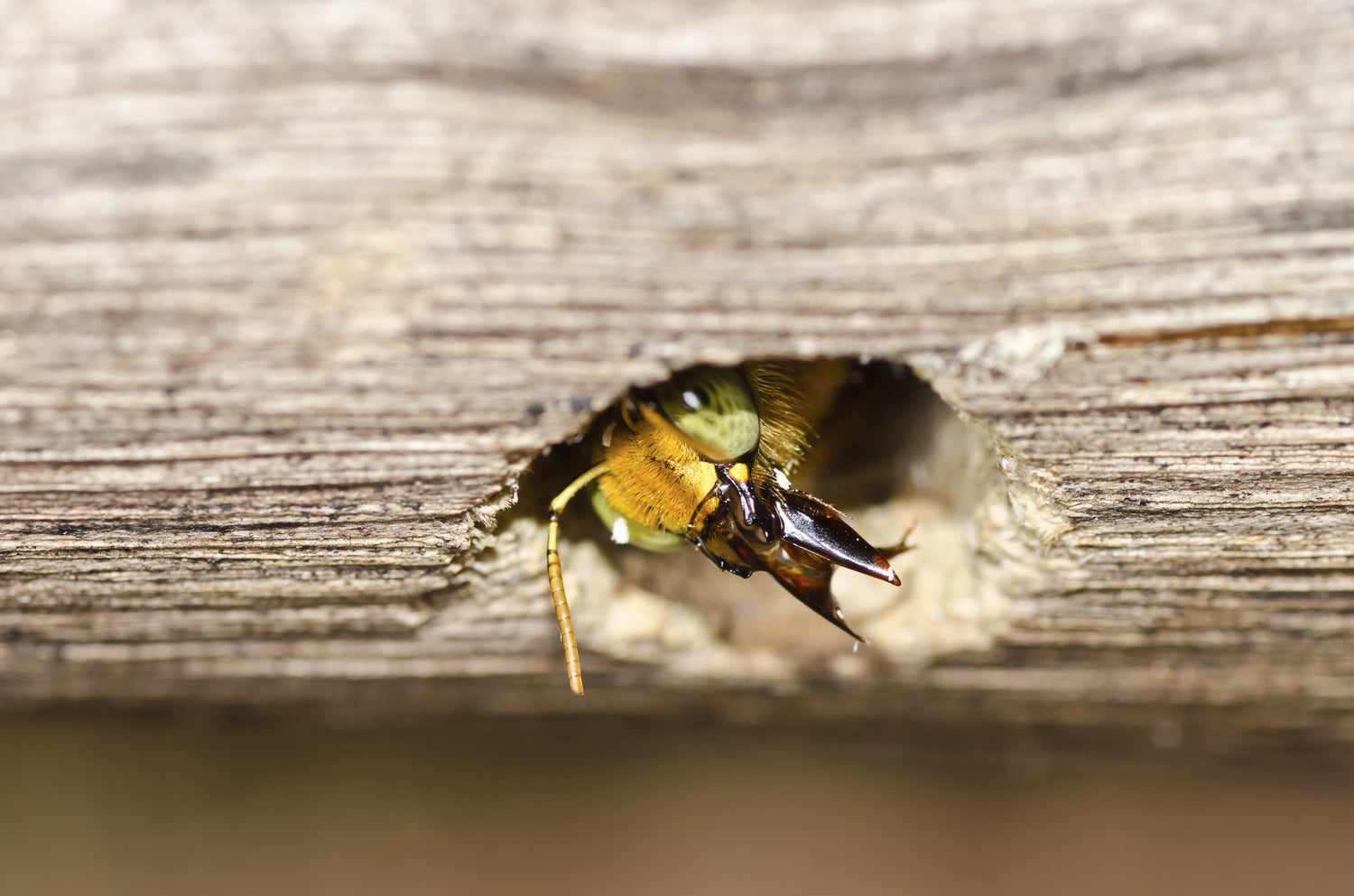 Carpenter Bee Damage Repair